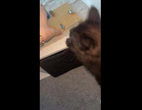 Woman caught cat playing with dads urn