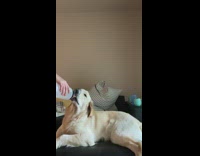 Golden retriever dog drinks water from bottle 
