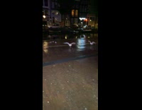 Seagulls run towards thrown chicken wing bone