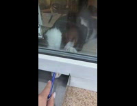 Black white cat currency exchange blue pen