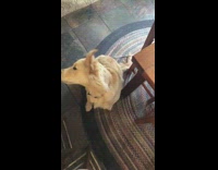 Dog slow motion misses treat catch hits nose