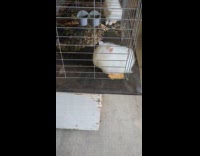 Guinea pig in front of electric fan