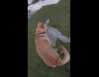 Brown dog plays with plastic bubble wrap 