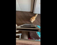 Collab PLC - Cat Meows at Lady then Climbs Ladder