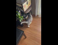 Mouse on curtain railing hide from cat