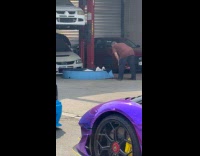 Collab WINY - Man brown shirt look at ducks in kiddie pool