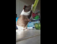 Pet guinea pig stands and eats vegetable