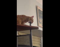 Orange cat bite chew the shelf pole