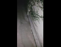 Rat lay on the ground play dead