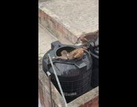 Wild monkeys swims inside the water tank