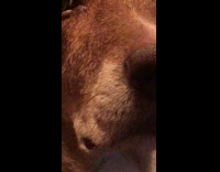 Soft Cell Zooms In On Brown Dog