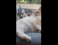 Collab Clips MPUGC - Woman shows where her cats sleep