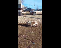 Dog plays spin around while biting rope
