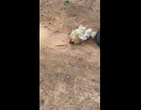 Chicken got hypnotized by line on dirt