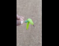 Person hold green flower that resembles bird