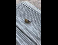 Two bees bugs mate hump each other 