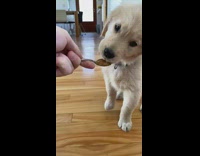 Puppy dog eats peanut butter purple collar 