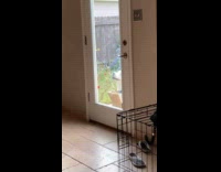White dog outside stands to open door