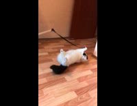 Cat jump land back on floor slow motion