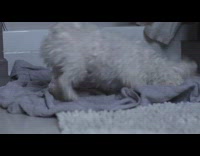 white dog rolls around on blanket in bathroom after bath 