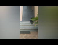 black cat is a ninja 