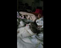 Cat sleep on blanket beside owner on bed