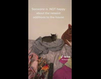 Grumpy Cat Faces Wall out of Disappointment