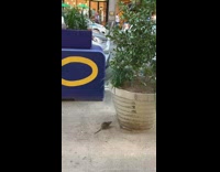 Rat tries to jump onto planter fail 