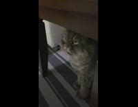 Grey cat yellow eyes sits under table 