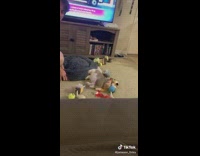 Dog falls over and falls asleep 