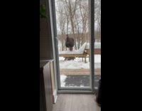 Turkey outside the snow pecks on glass
