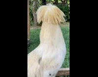 Shaggy Angry Chicken Looks Around Pen