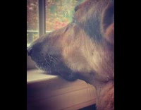 Dog looking out window blows air cheeks 