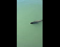 Two seal kiss each other at port
