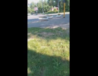 Submitter watering flowers in the middle of street