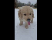 Golden Retriever puppy plays with snowball 