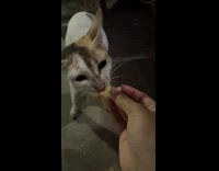 Girl give feed cake to stray cat