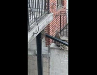 Baby racoon slides down black pole after climbing it 