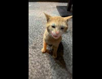 Collab BitchIG2 - Man using clown filter on orange cat 