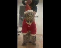 Collab BitchMP - Cat with entire santa elf outfit hates it 