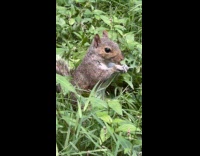 Squirrel eating nuts at park