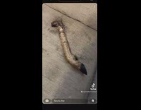 Dog with deer foot on couch 