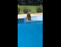 Dog in pool watches other dog play 