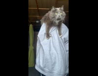 Fluffy grey cat on girl shoulder machinegun