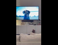 Pet dog watches and jumps for the dogs on the television commerical