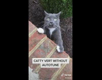 Collab BitchIG2 - Grey cat on brick wall meowing 