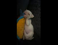 White Pug Chews on Toy 