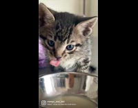 Cat shows itself as kitten vs adult 