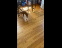 Blind kitten jumping around trying to avoid something