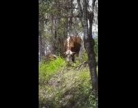 Woman sees cow at campsite 